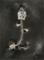 https://www.nilskarsten.de/files/gimgs/th-32_5_5_black-flower-4.jpg
